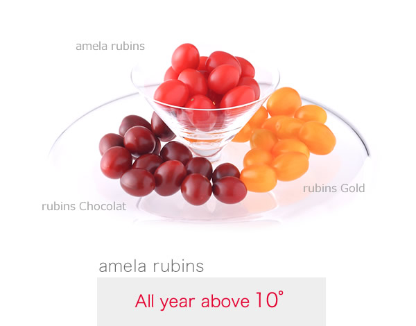 amela rubins : All year above 10°